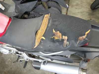 Ducati Monster 800S 2003
