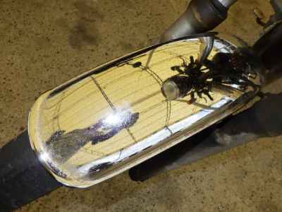 Suzuki Volty