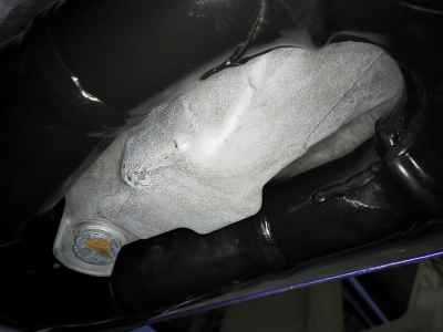 Suzuki Hayabusa 2008