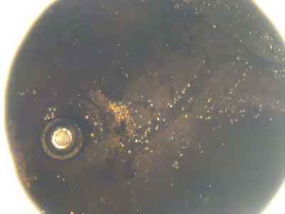 Harley-Davidson Sport Glide FLSB1750 2019