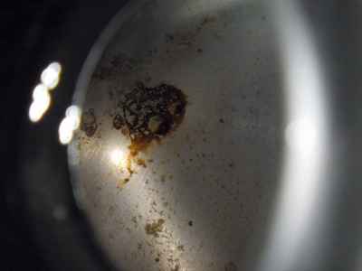 Ducati Monster 821 2016