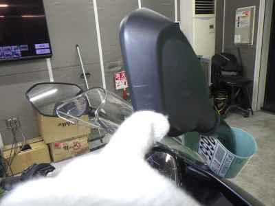 Triumph Daytona 660 2025