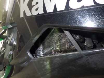 Kawasaki Ninja ZX-25R