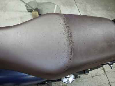 Honda GB350 2023