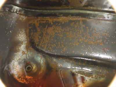 Harley-Davidson Road King Police FLHR1340 2009