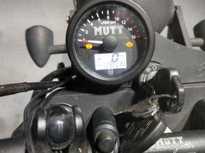 Mutt Akita 250 2022